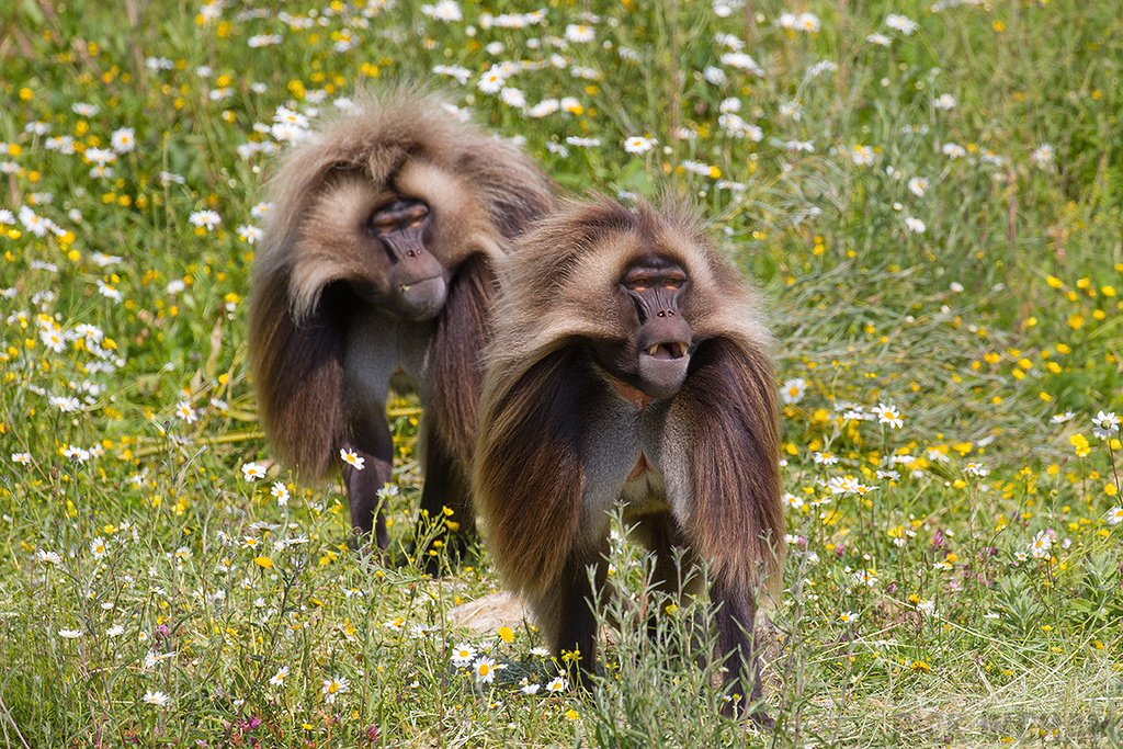 Gelada | Male