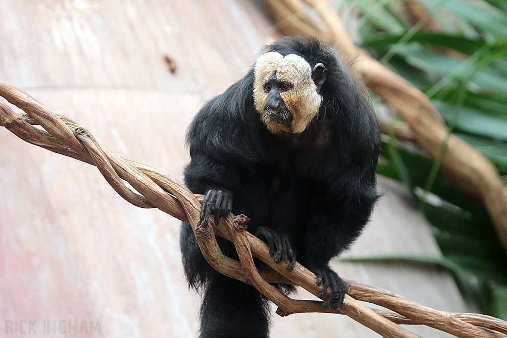 White Faced Saki Monkey