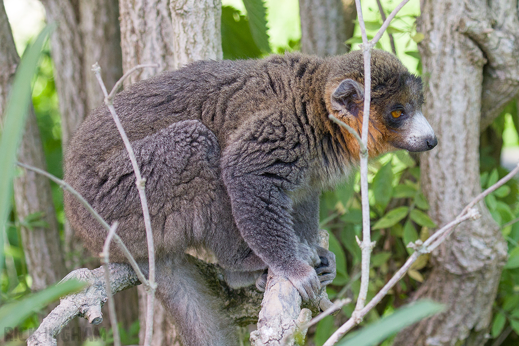 Mongoose Lemur