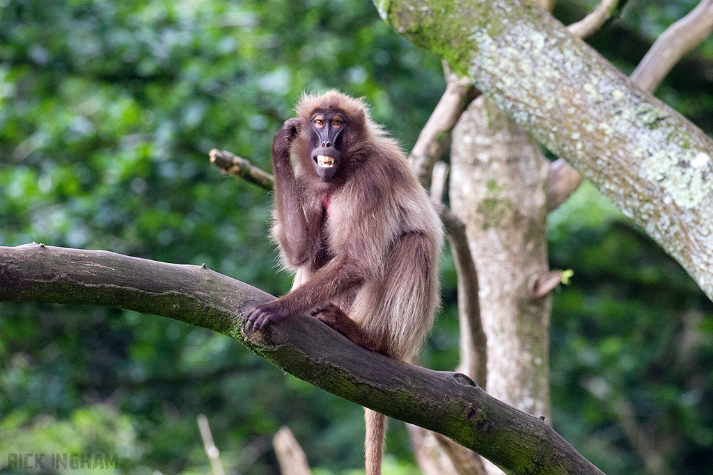 Gelada