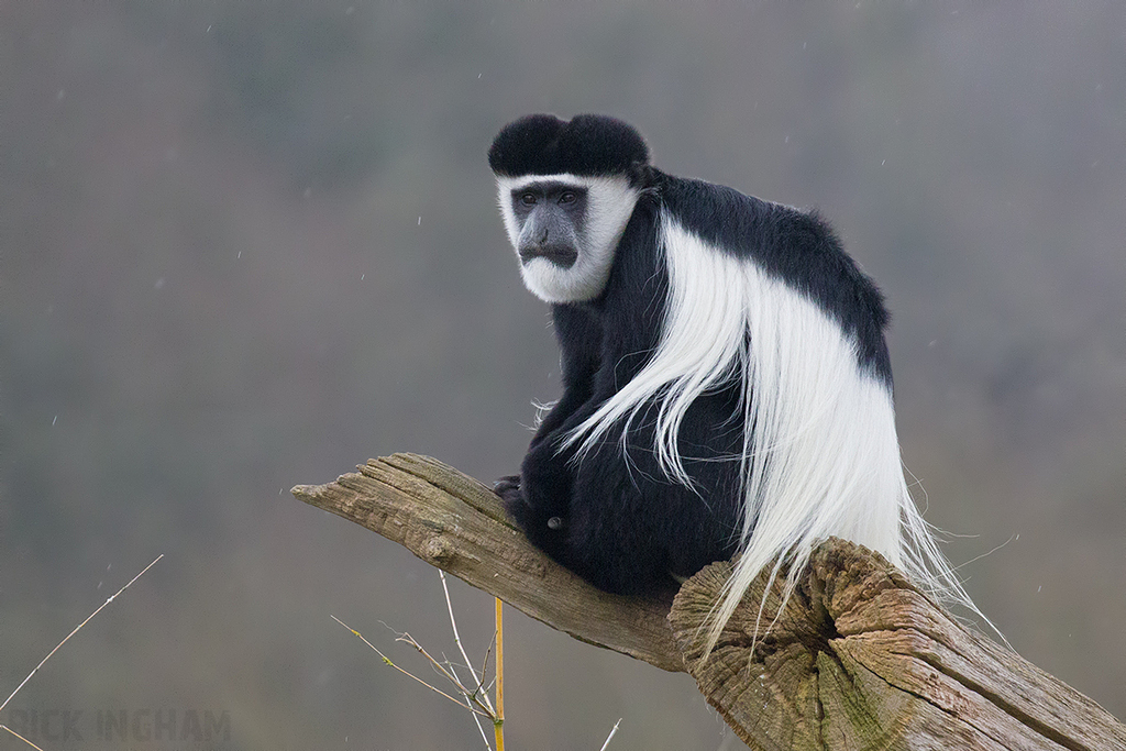 Colobus Monkey