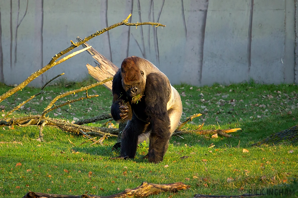 Silverback Gorilla