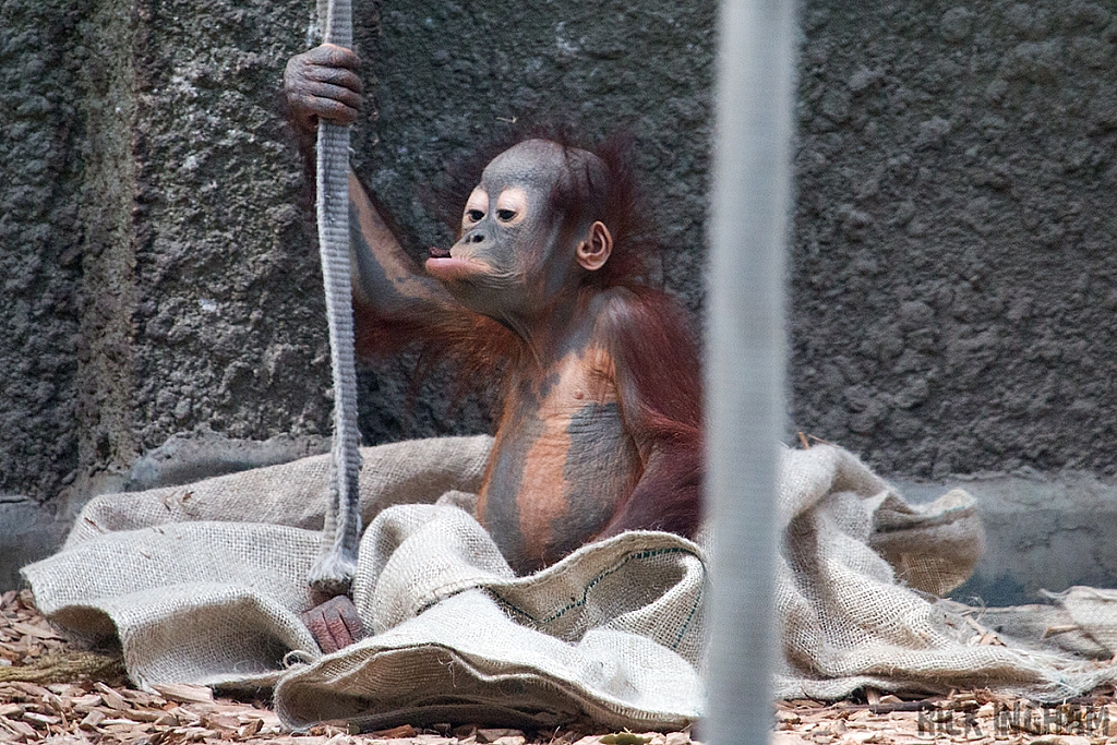 Bornean Orangutan