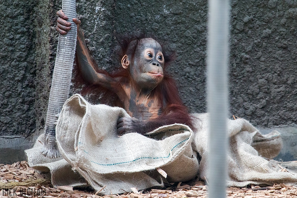 Bornean Orangutan