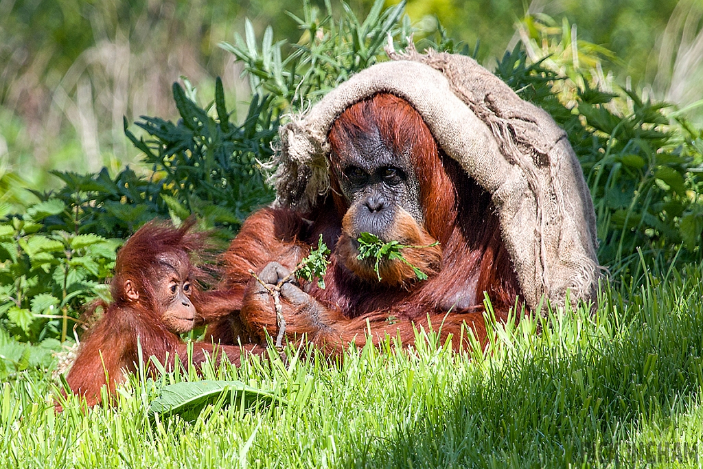 Sumatran Orangutan