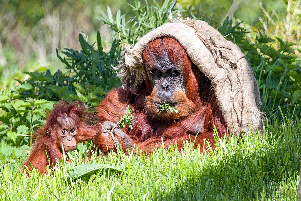 Sumatran orangutan