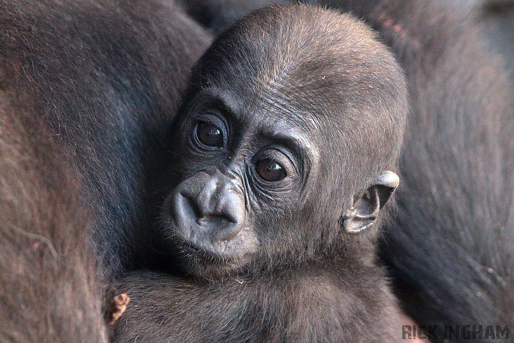 Western Lowland Gorilla