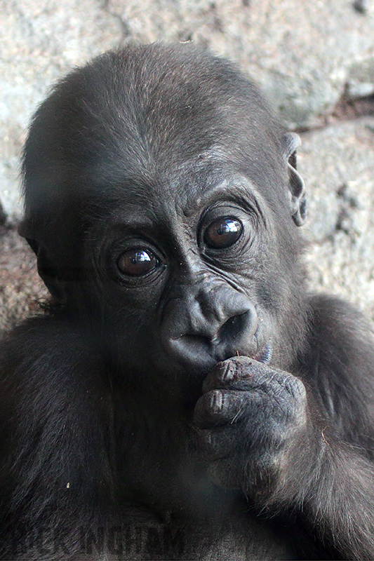 Western Lowland Gorilla