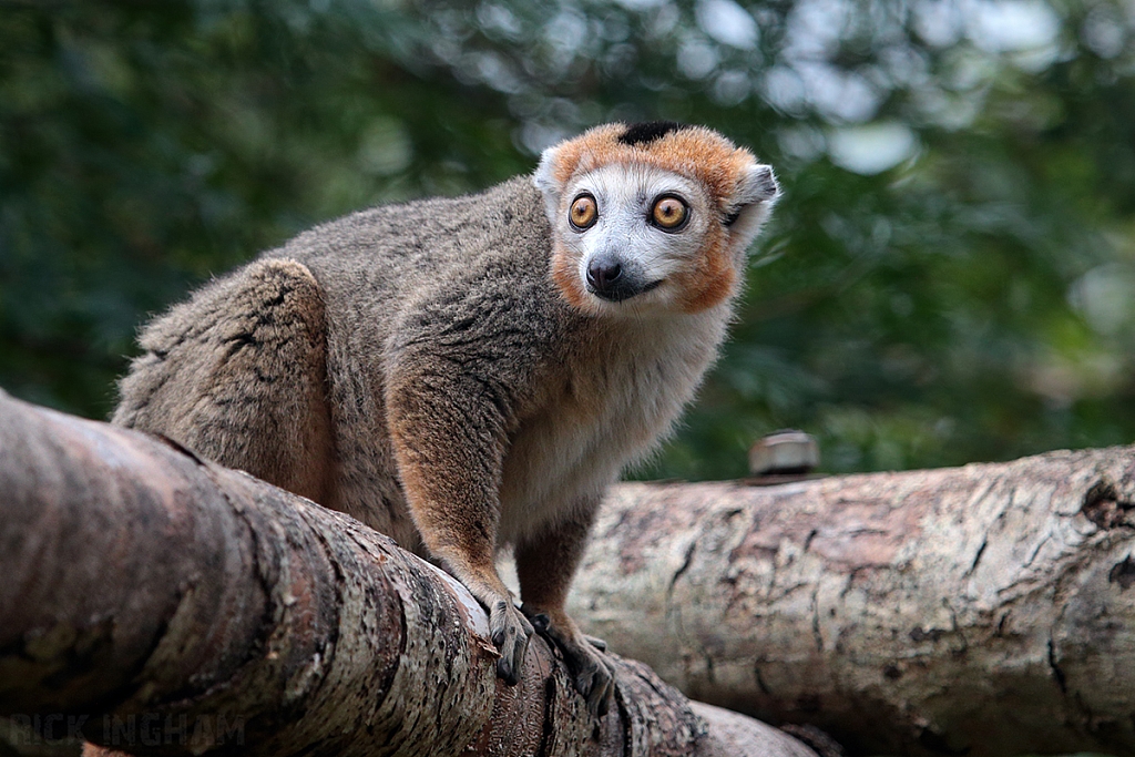 Crowned Lemur