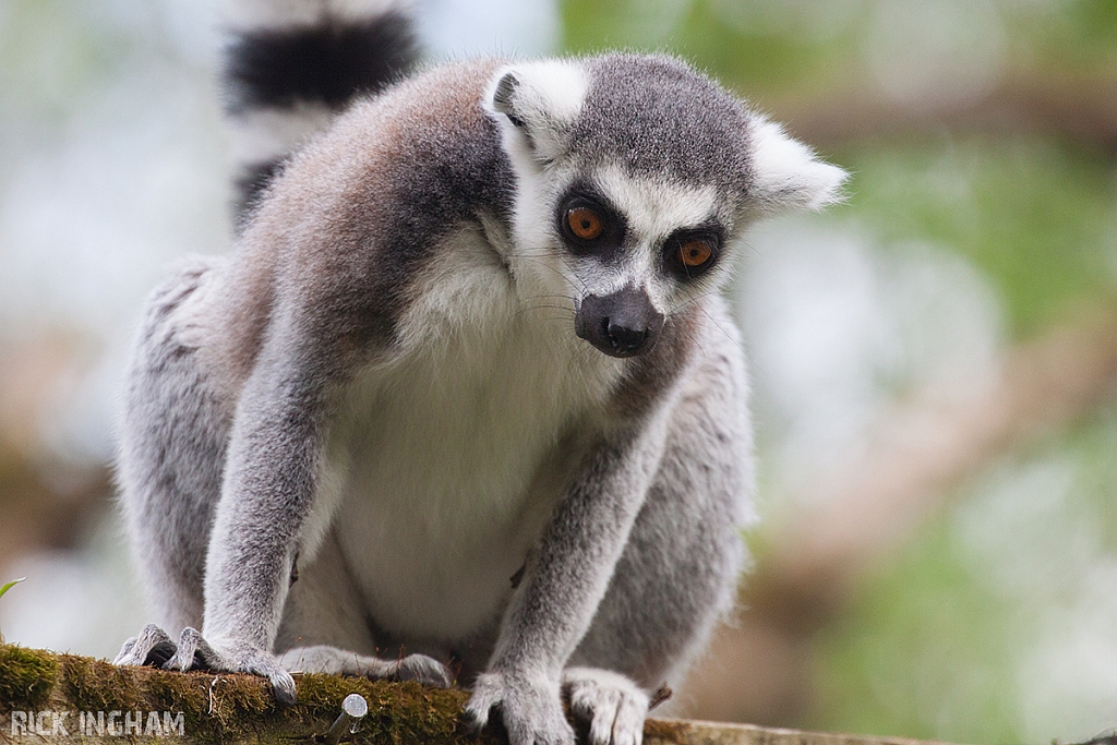 Ring-tailed Lemur