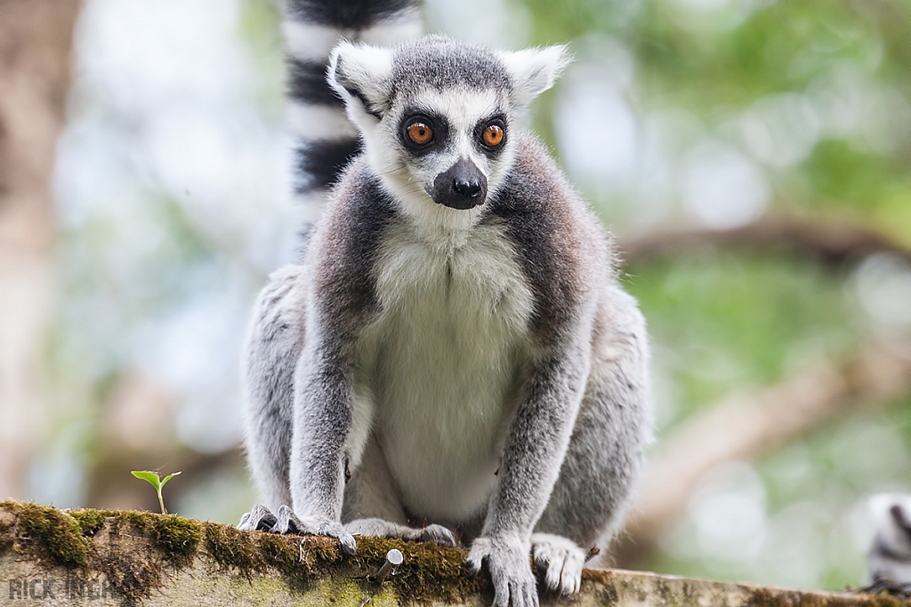 Ring-tailed Lemur