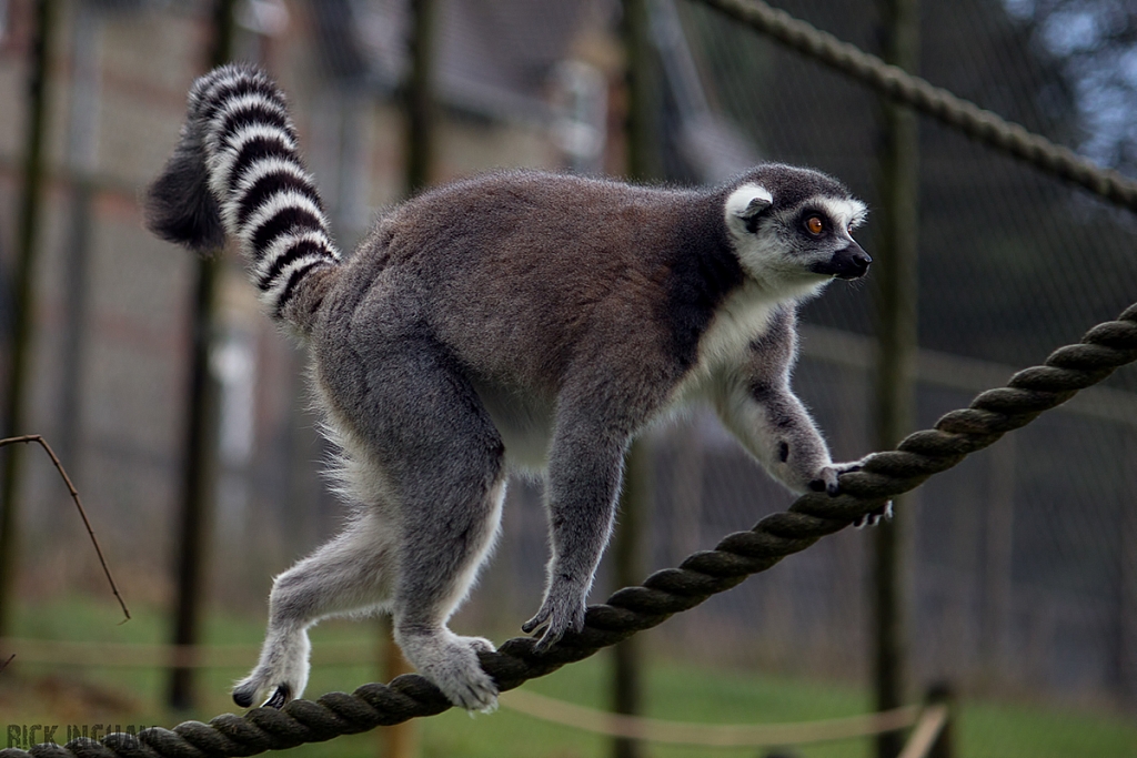 Ring-tailed Lemur