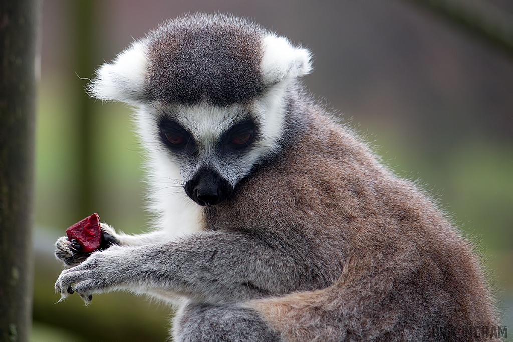 Ring-tailed Lemur