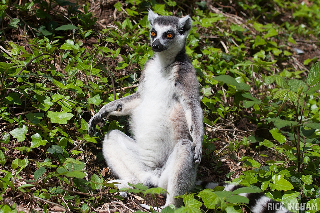 Ring-tailed Lemur