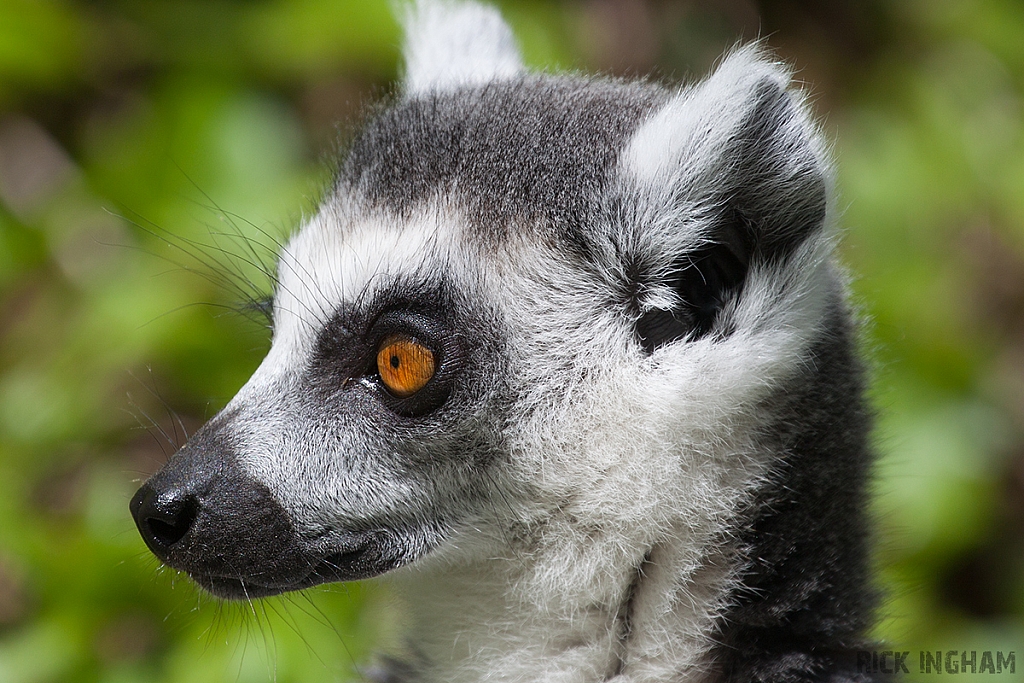 Ring-tailed Lemur