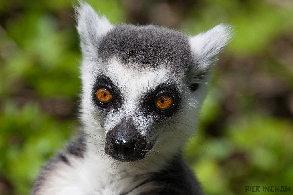 Ring-tailed Lemur