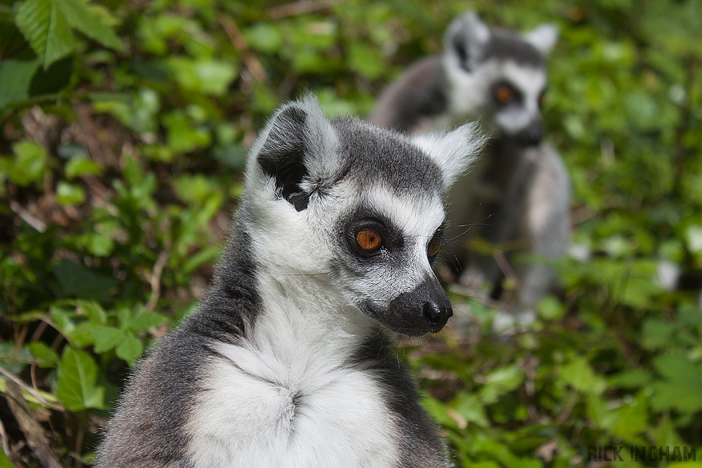 Ring-tailed Lemur