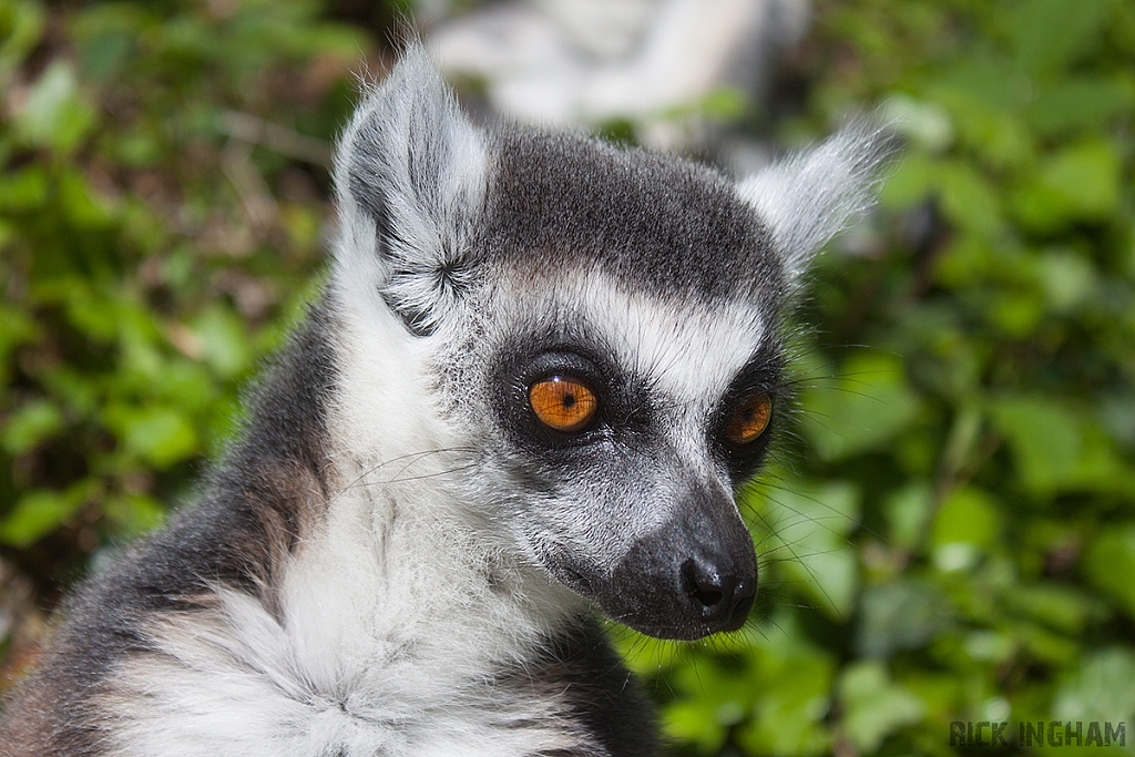 Ring-tailed Lemur