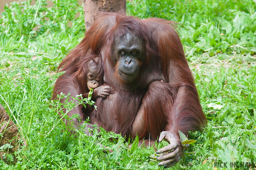 Orangutan