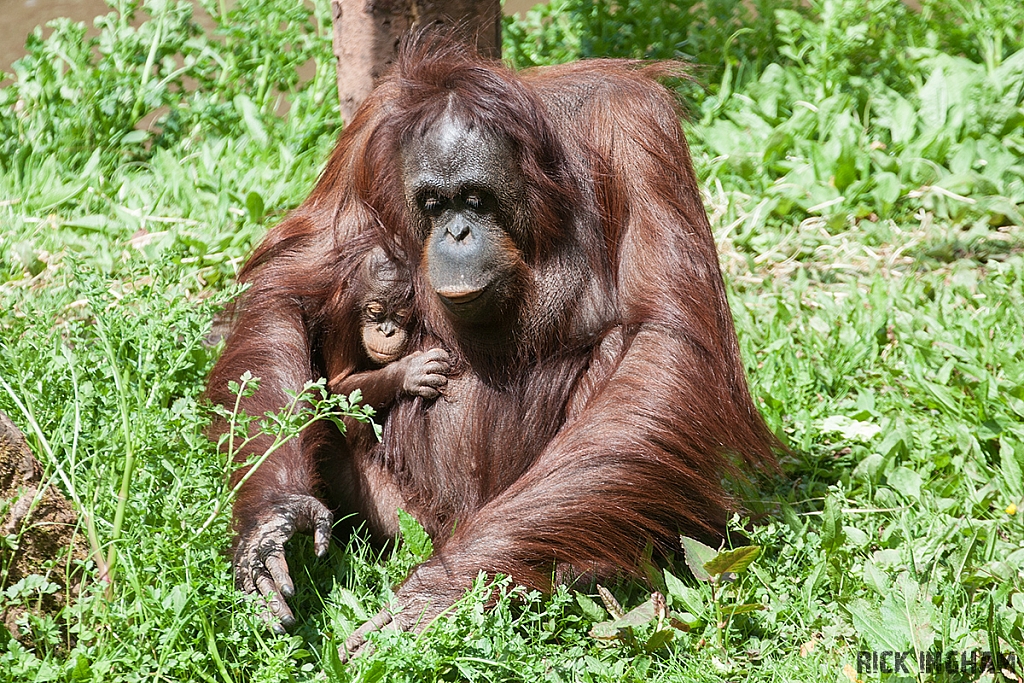 Orangutan