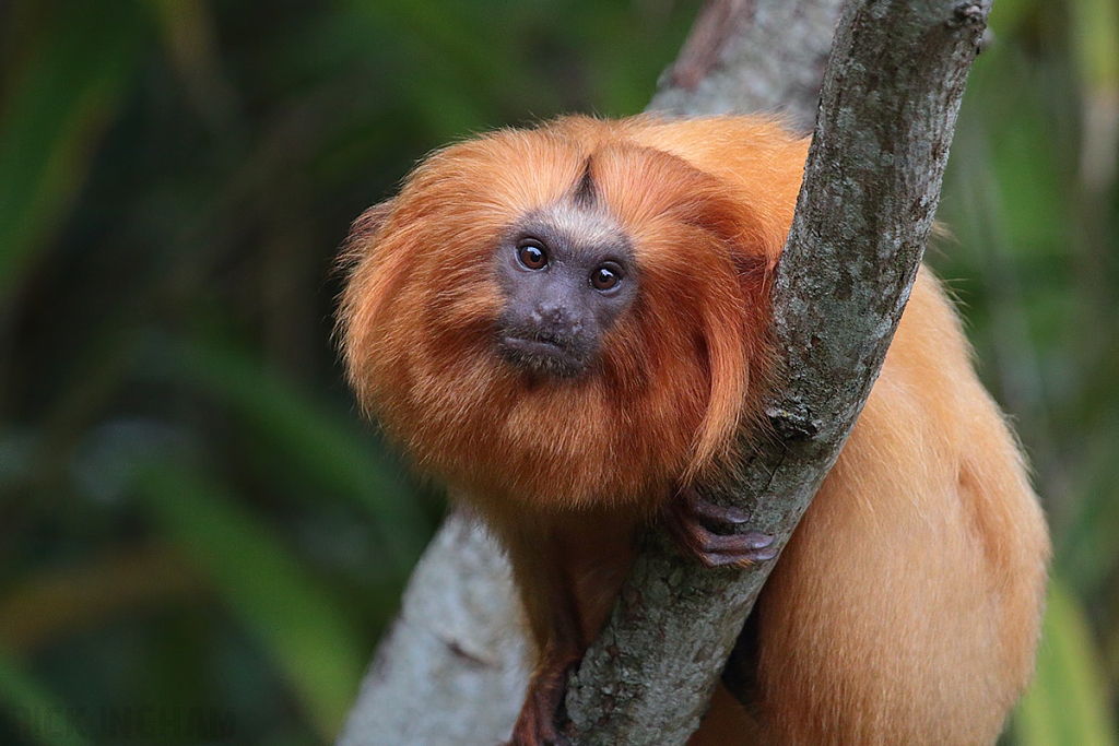 Golden Lion Tamarin