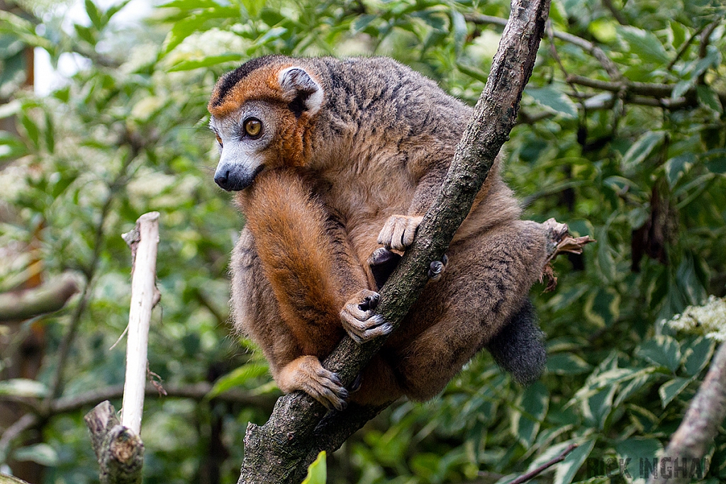 Crowned Lemur