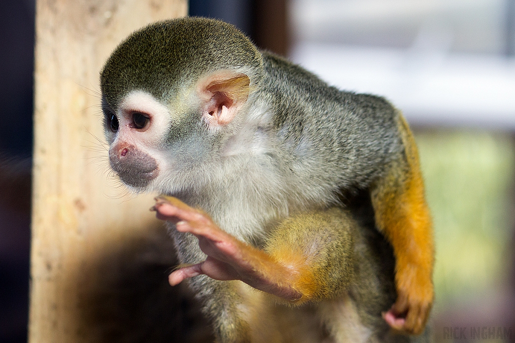 Squirrel Monkey