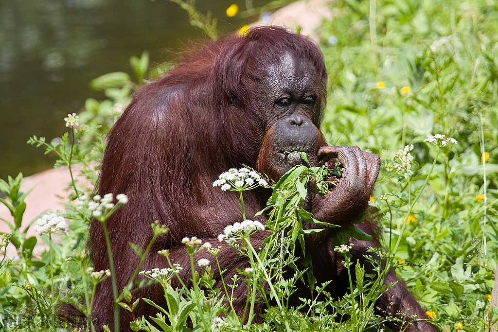 Bornean Orangutan