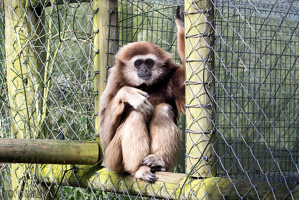 Black and Gold Howler Monkey