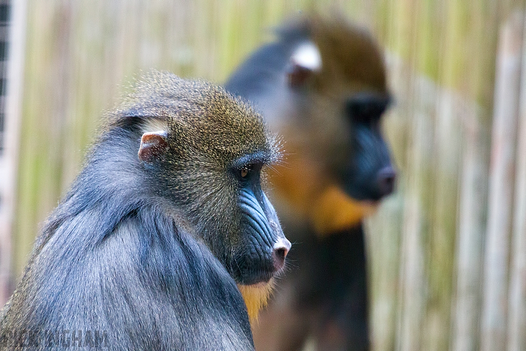 Mandrill