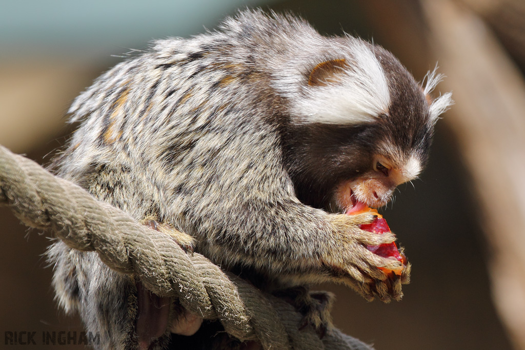 Geoffroy's Marmoset