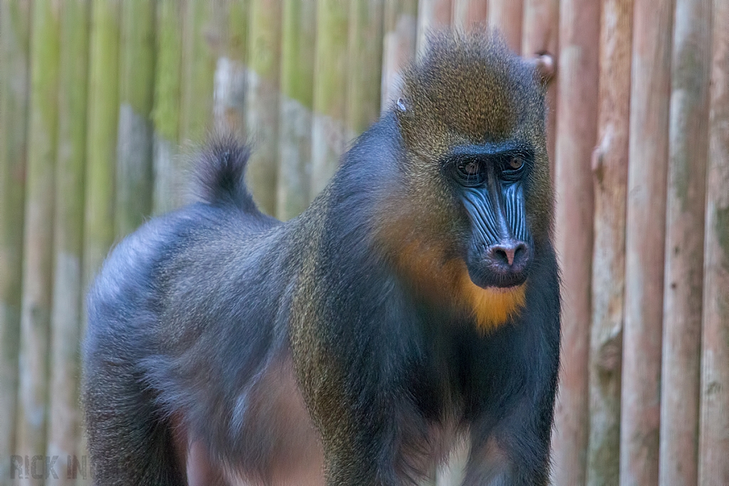 Mandrill