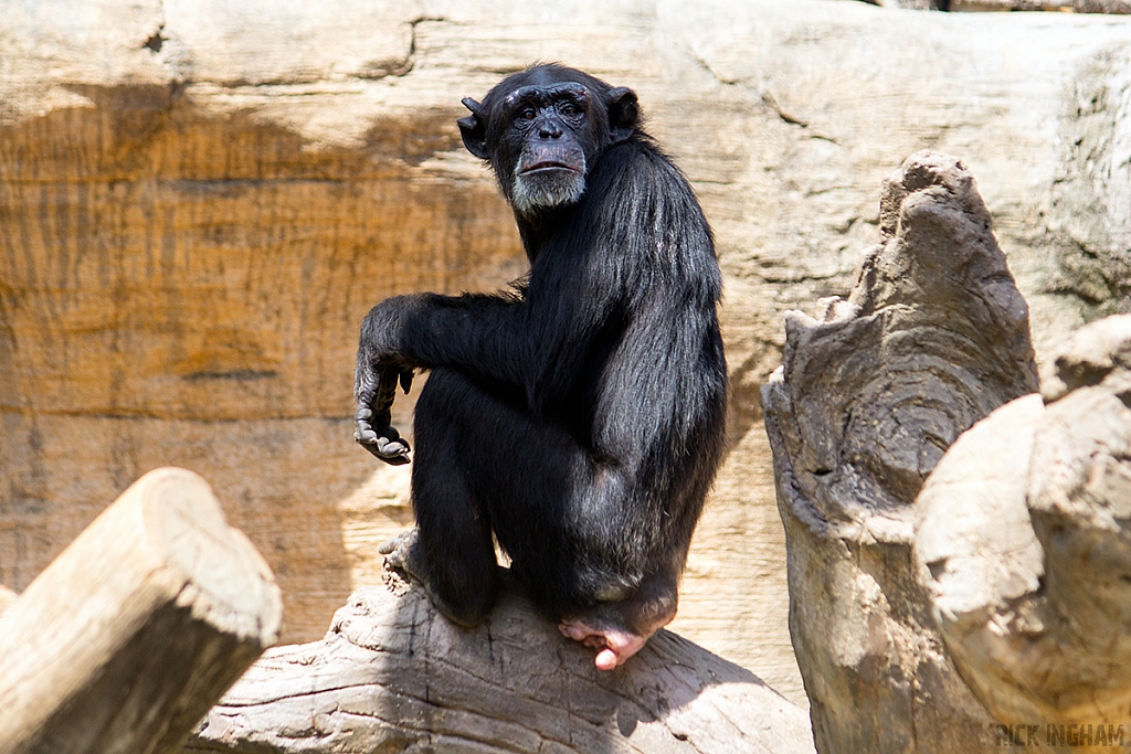 Chimpanzee