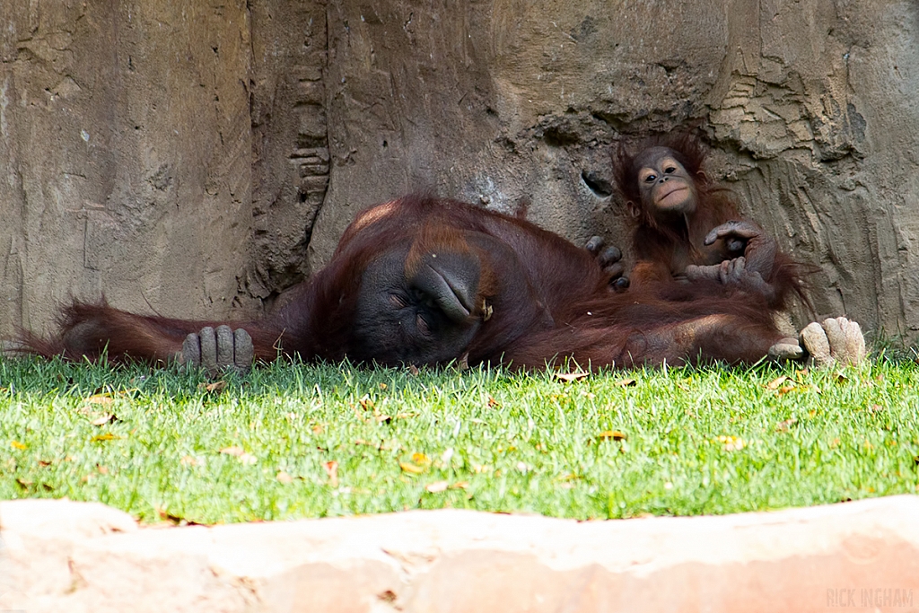 Orangutan