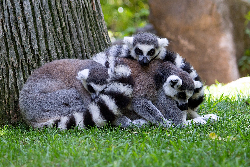 Ring-tailed Lemur