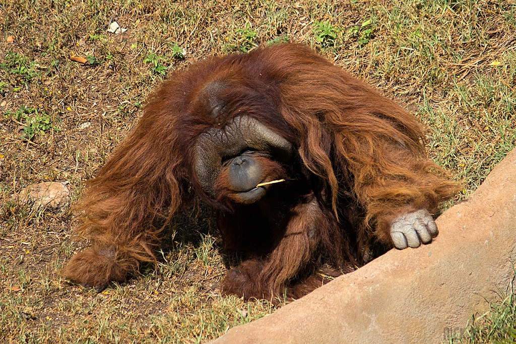 Orangutan