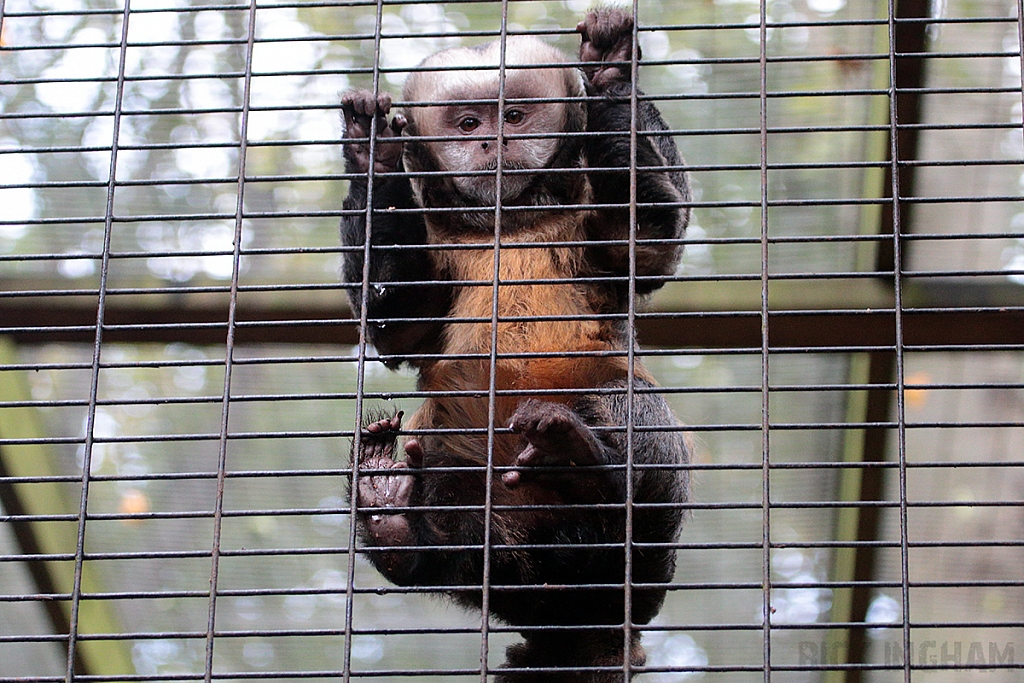Yellow Breasted Capuchin
