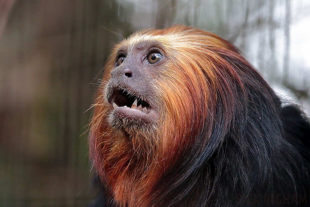 Golden Headed Lion Tamarin