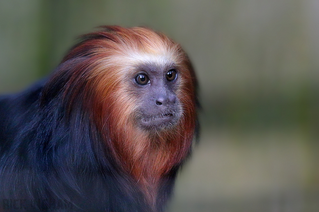 Golden Headed Lion Tamarin