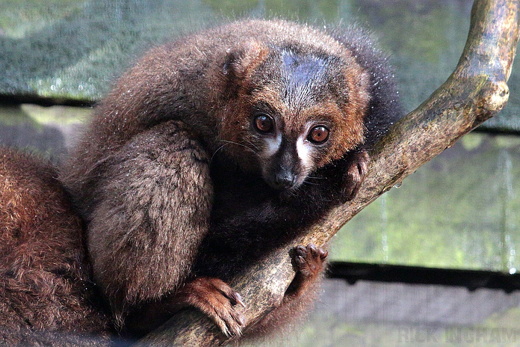 Red Bellied Lemur