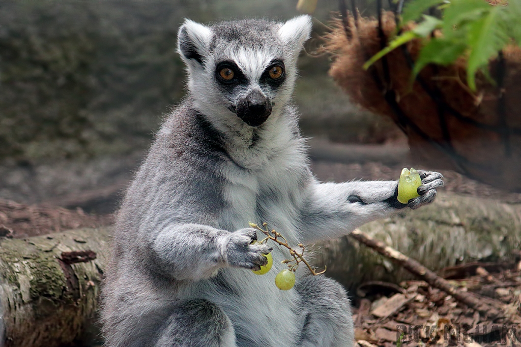 Ring-tailed Lemur