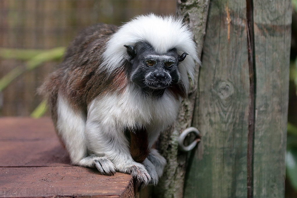 Cotton Top Tamarin