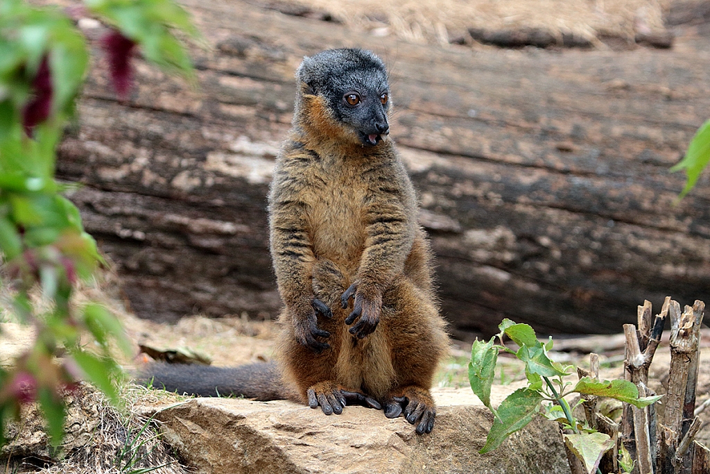 Collared Brown Lemur