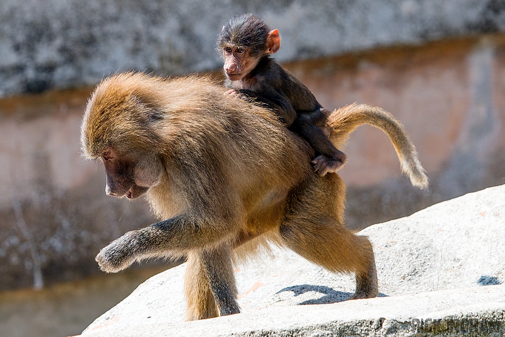 Hamadryas Baboon