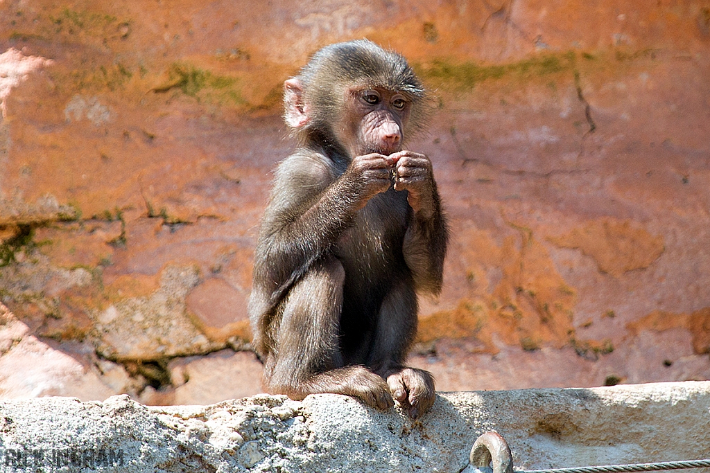 Hamadryas Baboon