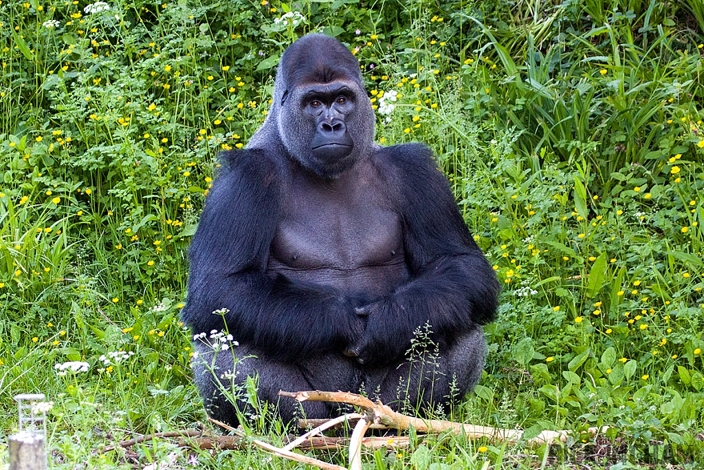 Western Lowland Gorilla