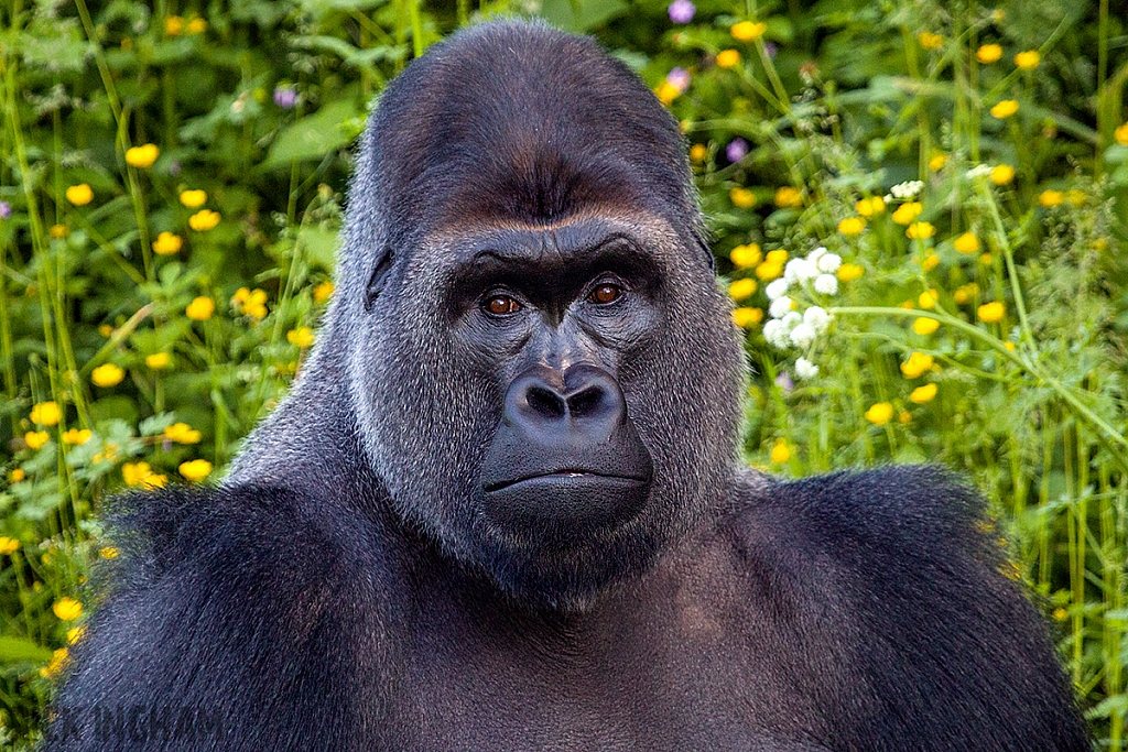 Western Lowland Gorilla