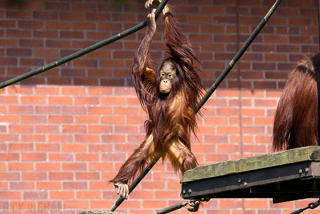 Bornean Orangutan