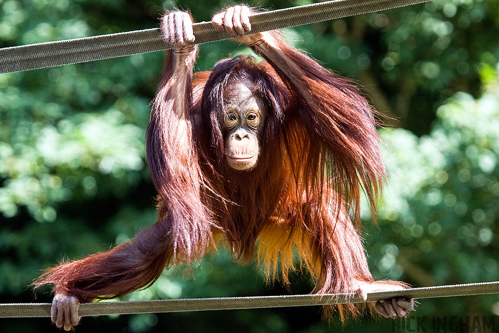 Bornean Orangutan