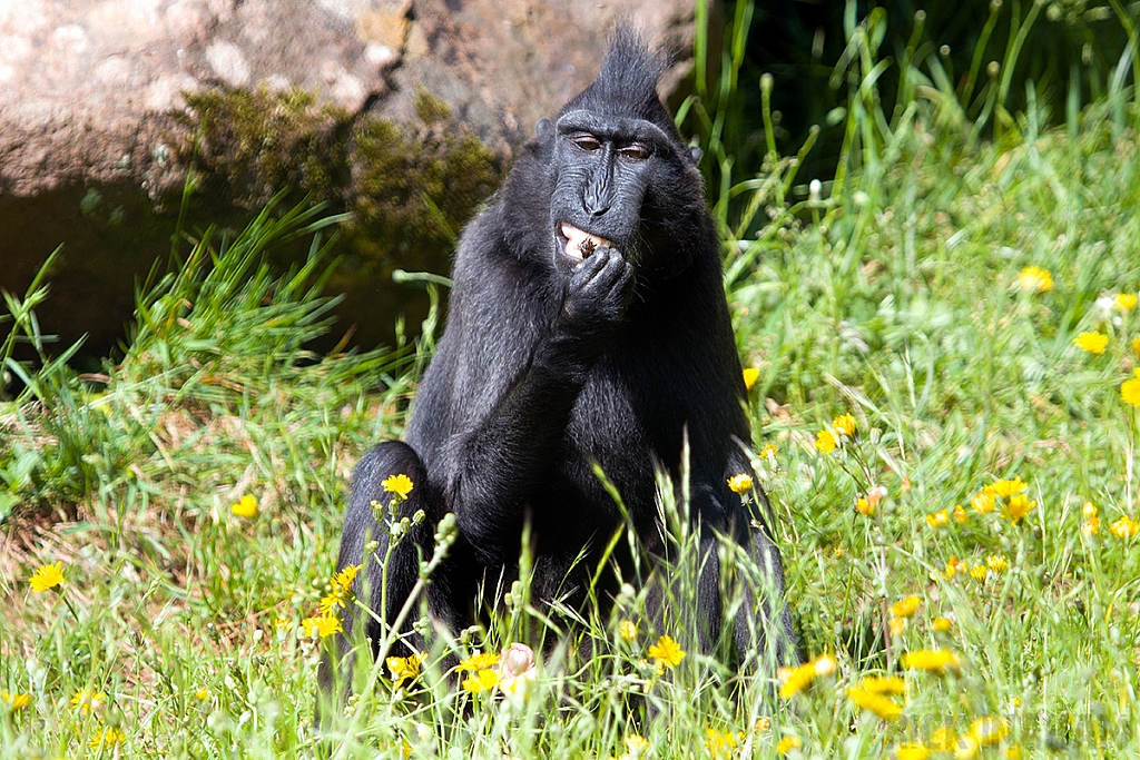 Sulawesi Crested Macaque